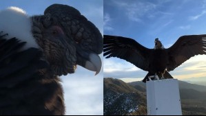 'Qué majestuoso': Así captaron a un cóndor posado en las alturas de Machalí