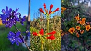 'Comienza a florecer la región de Coquimbo': Captan los primeros brotes del Desierto Florido