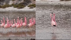 Cortejo de flamencos sorprende en San Pedro de Atacama: Así captaron el momento en humedales de Machuca Cortejo de flamencos sorprende en San Pedro de Atacama: Así captaron el momento en humedales de Machuca