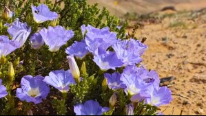 Revelan cuándo comenzará y cuánto durará el Desierto Florido: Se espera una 'alta densidad de flores' en estas zonas