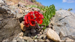 La emblemática garra de león florecerá en el Desierto Florido 2025: ¿Cuándo será el clímax del fenómeno en Atacama? La emblemática garra de león florecerá en el Desierto Florido 2025: ¿Cuándo será el clímax del fenómeno en Atacama?