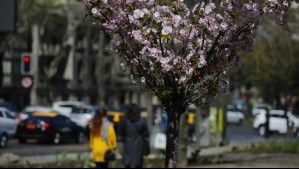 'Un anticiclón le dará la bienvenida a la primavera': Alejandro Sepúlveda explica sus efectos en estas regiones 'Un anticiclón le dará la bienvenida a la primavera': Alejandro Sepúlveda explica sus efectos en estas regiones