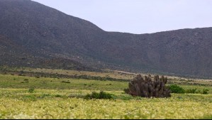 'El verde se tomó el desierto': Las hermosas fotos que evidencian la inminente llegada del Desierto Florido 'El verde se tomó el desierto': Las hermosas fotos que evidencian la inminente llegada del Desierto Florido