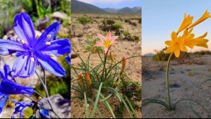 'Comienza el Desierto Florido 2025': Reportan florecimiento de estas especies en el Desierto de Atacama