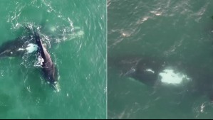 'Es majestuoso': Ballena franca austral y su cría impresionaron a pocos metros de las costas de La Serena 'Es majestuoso': Ballena franca austral y su cría impresionaron a pocos metros de las costas de La Serena