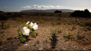 Inicia oficialmente el Desierto Florido 2025: En esta zona se concentrará la mayor floración Inicia oficialmente el Desierto Florido 2025: En esta zona se concentrará la mayor floración