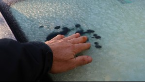 'Llegan las bajas temperaturas' y la nieve tras paso de intenso sistema frontal: 'Van a tener heladas poco frecuentes' 'Llegan las bajas temperaturas' y la nieve tras paso de intenso sistema frontal: 'Van a tener heladas poco frecuentes'