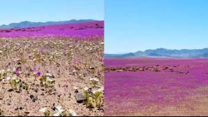 ¿Cuándo se puede ver el Desierto Florido? El peak de floración llegaría en esta fecha ¿Cuándo se puede ver el Desierto Florido? El peak de floración llegaría en esta fecha
