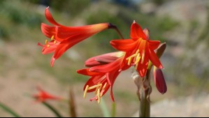 En estos sectores de Coquimbo también se puede disfrutar del Desierto Florido: 'Hay todo un proceso de transformaciones' En estos sectores de Coquimbo también se puede disfrutar del Desierto Florido: 'Hay todo un proceso de transformaciones'
