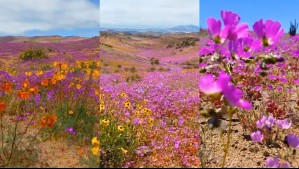 El peak del Desierto Florido llega a estas zonas: Este es el 'secreto' que mantiene el manto de flores en Atacama El peak del Desierto Florido llega a estas zonas: Este es el 'secreto' que mantiene el manto de flores en Atacama
