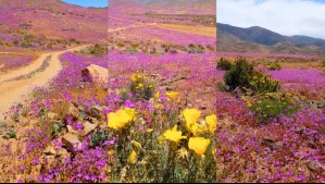 'Un momento efímero y majestuoso': Hasta esta fecha podrá disfrutarse del Desierto Florido en su clímax 'Un momento efímero y majestuoso': Hasta esta fecha podrá disfrutarse del Desierto Florido en su clímax