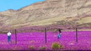 'Un grave atentado al desarrollo sustentable del medio ambiente': Anuncian multas para quienes dañen el Desierto Florido 'Un grave atentado al desarrollo sustentable del medio ambiente': Anuncian multas para quienes dañen el Desierto Florido