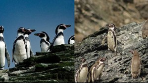Pingüino de Humboldt es declarado en peligro de extinción: Llaman a revisar 'proyectos que interfieran en su hábitat' Pingüino de Humboldt es declarado en peligro de extinción: Llaman a revisar 'proyectos que interfieran en su hábitat'