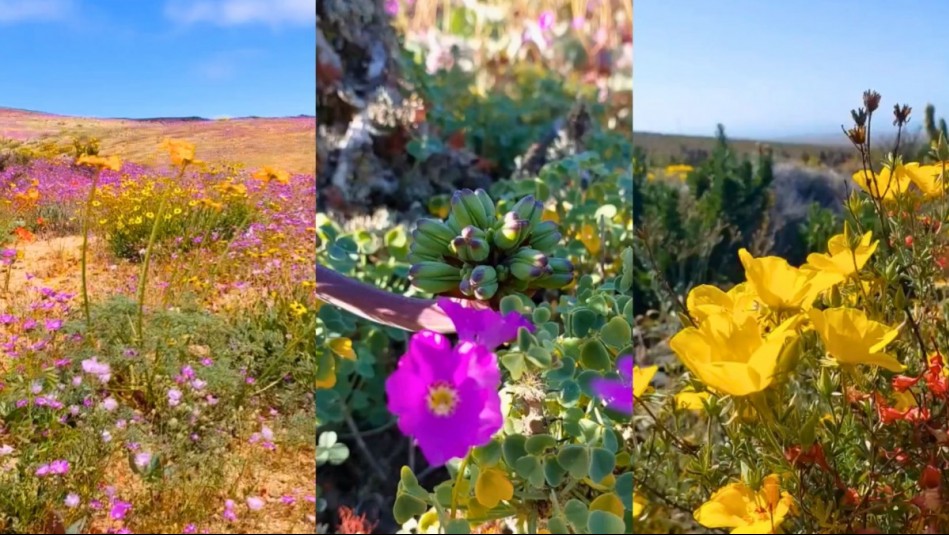 "Parece una verdadera alfombra": El Desierto Florido está en su "clímax total" y se mantendrá hasta este mes