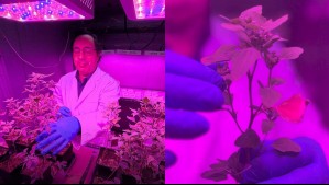 Este superalimento sería clave para 'recuperar tierras raras y limpiar suelos contaminados' en el Norte Chico Este superalimento sería clave para 'recuperar tierras raras y limpiar suelos contaminados' en el Norte Chico