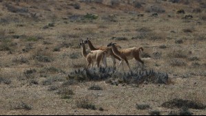 Planean repoblar de guanacos a la cordillera de la Región Metropolitana: Donan 16 ejemplares a San José de Maipo