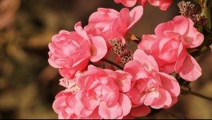 Rosales en verano: Siga estos consejos claves para mantener sus flores radiantes durante los días cálidos