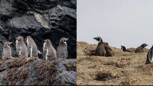 Una patrulla voluntaria con drones y cámaras trampa: El proyecto que busca proteger de la extinción al pingüino Humboldt