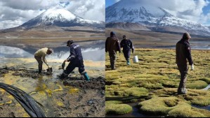 Estas son las especies en peligro por el derrame de aceite en el Lago Chungará: Cómo es este humedal altoandino