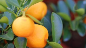 Árbol de mandarina china puede alcanzar hasta 5 metros en tu jardín: Estos son los tips de una horticultora ambiental