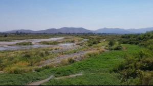Este es el humedal urbano más grande de Chile y está a una hora de Santiago: Es el hogar de dos especies de garzas
