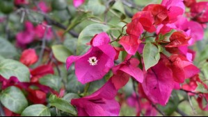 'Es como tu ex': El secreto de la bugambilias para florecer de manera abundante