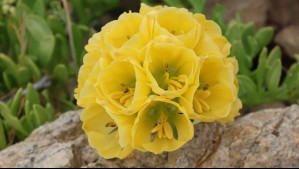 El Desierto Florido sigue regalando alegrías: Así se ve una garra de león amarilla en Atacama