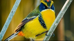 El Siete Colores: Este es el impresionante registro de la esquiva ave que vive en humedales