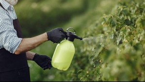 Insecticida biológico para tus plantas con la semilla de la palta: Aleja pulgones, hormigas y este tipo de arañas
