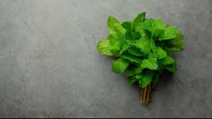 Cómo tener hierbabuena bonita y saludable en tu jardín: Esta es la clave para cuidarla, según un experto