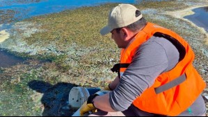 Lago Chungará: Desastre ecológico provoca la muerte de seis aves y sigue el rescate de más fauna
