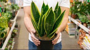 A la lengua de suegra también la conocen como 'la planta del poder': Estos son sus secretos como guardiana del hogar