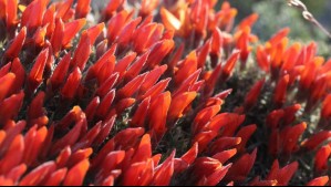 Mata guanaco o neneo macho: Este arbusto florece cada primavera y cubre de rojo a la Patagonia chilena