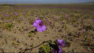 Recorrido de 5 días en la región de Atacama: Estos son los increíbles destinos que puedes conocer, según un viajero