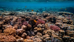 'Una de las mayores amenazas silenciosas del cambio climático': Científicos advierten la rápida acidificación del océano