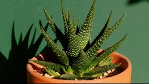Cuidados del aloe vera: Así puedes tener una planta saludable y lista para proteger las energías positivas del hogar