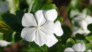 Esta es la planta que debes tener en tu jardín: Es fácil de cuidar, luce flores coloridas y tiene usos medicinales
