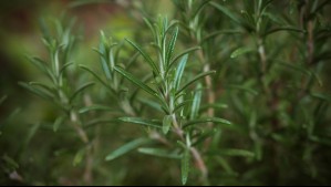 Cinco hierbas medicinales que puedes cultivar durante todo el año: 'Son resistentes a altas y bajas temperaturas'