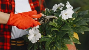 Esta es la mejor técnica para podar tus plantas: Permite que crezca más follaje e incluso funciona con árboles