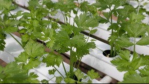 Cilantro en casa en solo una semana: 'Te dejo un tip de cómo cultivarlo de manera rápida y efectiva'