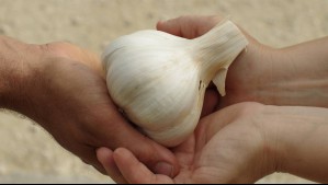 Siembra ajo chilote en tu jardín: Esto es lo que jamás debes hacer 'para que pueda desarrollarse bien'
