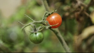 'Esta variedad de tomate produce cientos y cientos de frutos en una sola planta': Especialista en semillas orgánicas