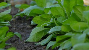 Así de fácil puedes sembrar espinacas en tu casa: 'Te alimentas de forma orgánica y ahorras dinero'