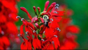 Chile es hogar de sorprendente flora: Estas son las cinco plantas nativas más raras del país
