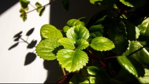 Planta del dinero: Así puedes sembrar en casa esta planta 'famosa por atraer la prosperidad'