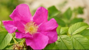 Recomendaciones para sembrar la portulaca: Esta es la flor que no requiere mucha agua y ama el sol