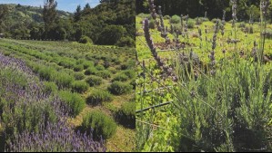 El campo de lavandas que solo podrás disfrutar en esta época y está cerca de Santiago: 'Un lindo paseo en familia'