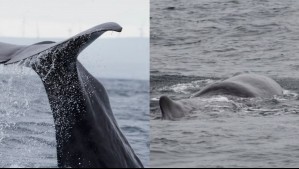 Temporada de ballenas en Chile: 'Una de las experiencias imperdibles de este verano'