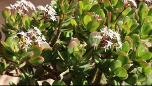 Cultiva varios árboles de jade para atraer la prosperidad al hogar: 'Este truquito los ayudará a enraizar rápidamente'
