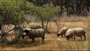 Esta es la ruta rural para conectar con la naturaleza y la cultura en Cartagena: 'Sin duda me enamoró, me inspiró'